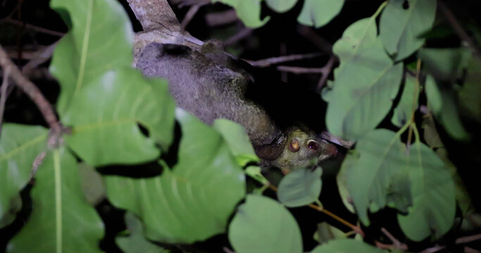 Sunda flying lemur clinging to tree branch at night, Malayan colugo Galeopterus variegatus in natural tropical jungle habitat, nocturnal wildlife behavior, nature documentary background.
