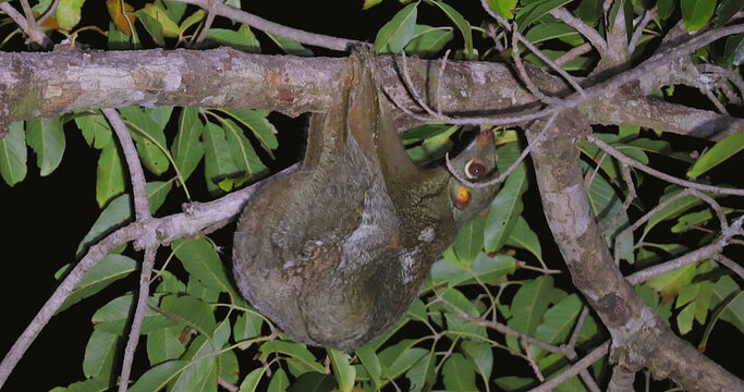 Sunda Colugo hanging from tree branch at night, Malayan flying lemur Galeopterus variegatus nocturnal behavior, tropical rainforest environment, wildlife documentary photography.