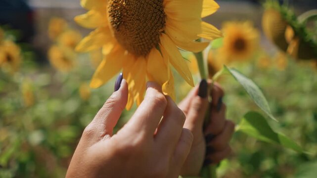 Close up of hand with dark blue nail polish gently touching petals and center of sunflowers in full bloom. scene features vibrant yellow flowers green foliage background soft natural