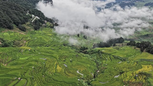 Aerial view of lush green rice terraces carved into the mountainside with rolling clouds and mist in Yuanyang Rice Terraces, Yunnan, China.