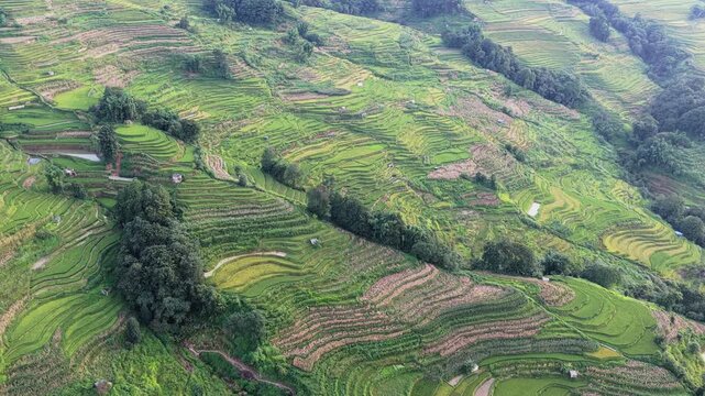 Aerial view of the lush green terraced rice fields carved into the steep hillsides of the Yuanyang Rice Terraces in Honghe Hani and Yi Autonomous Prefecture, Yunnan, China.