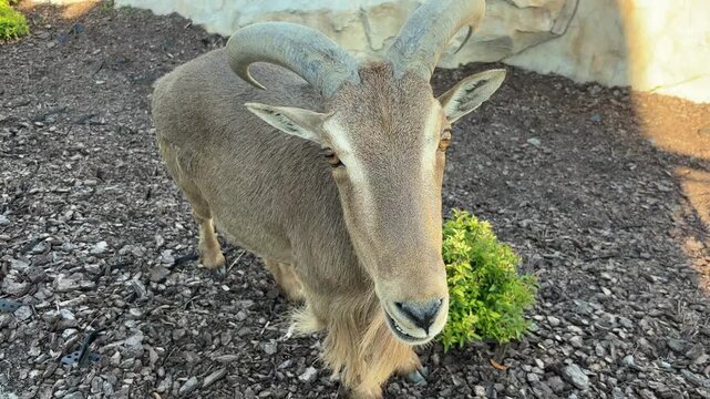 Barbary sheep with curved horns foraging, licking salt, and looking at camera