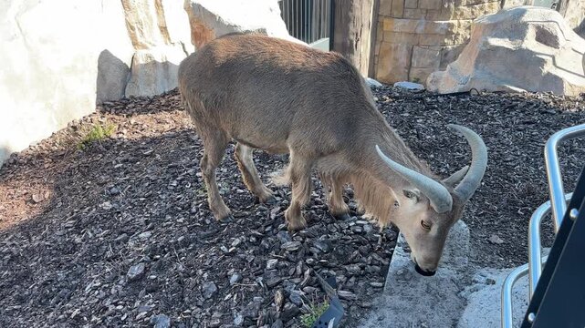 Barbary sheep with curved horns foraging, licking salt, and looking at camera