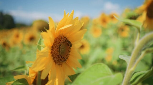 Close up of sunflower field with vibrant yellow petals and brown centers featuring bees interacting on flowers. scene includes multiple blooming plants under bright daylight in outdoor rural