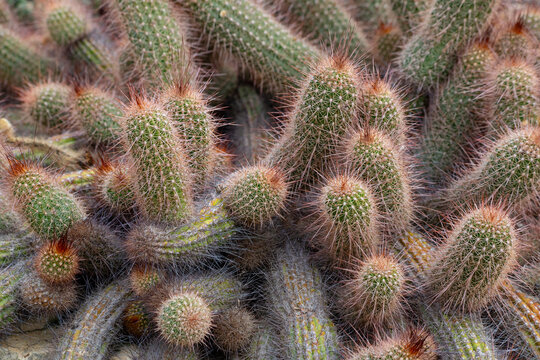 Argentinian Cactus - Echinopsis aff. Strigosa