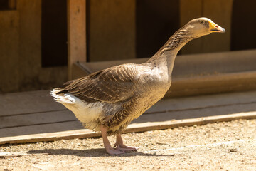 A Large Brown Goose Standing on Sand © Emanuel