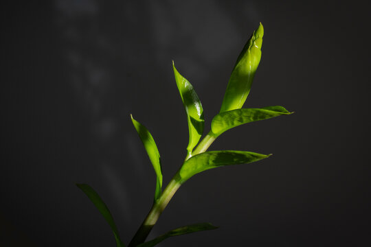 Branch of Zamioculcas or Emerald palm indoors in low light