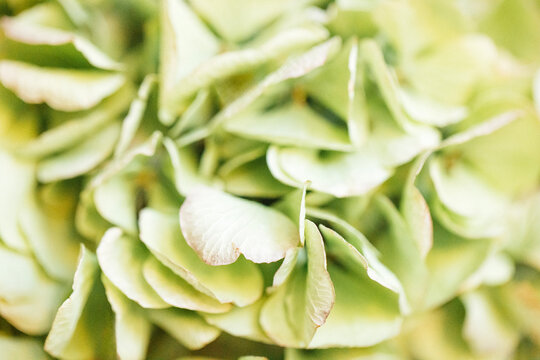 Close-up of delicate green hydrangea petals with soft texture and subtle variations in color, creating a natural and organic appearance in a floral arrangement