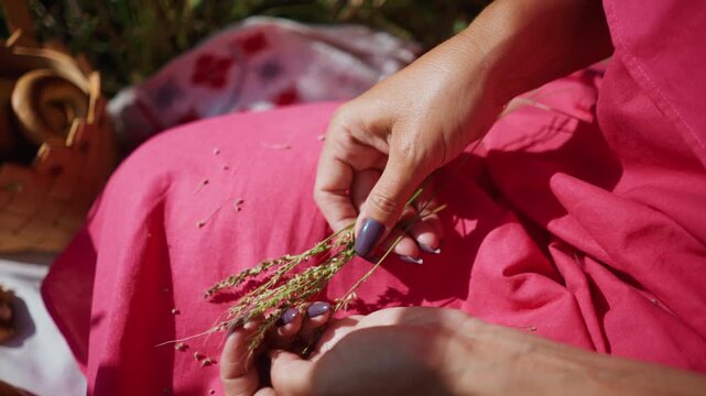 Close up of hands with purple nail polish gently holding and examining small bundle of wild grass against bright pink fabric. Soft natural light highlights texture of skin nails plants