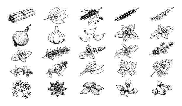 Vintage Herbs and Spices Hand Drawn Engraving Botanical Vector Collection