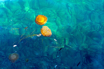 Golden Jellyfish Floating in Clear Turquoise Sea. Golden jellyfish floating near the surface of clear turquoise seawater with small fish and gentle ripples. © Iryna