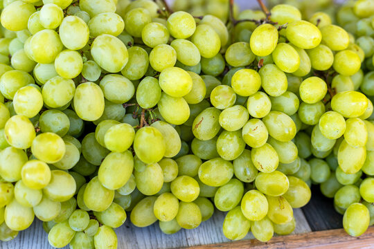 Close-Up of Fresh Green Grapes. Close-up of fresh ripe green grape bunches filling a produce display.