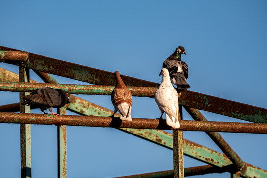 Four feral pigeons perched on rusty metal railing