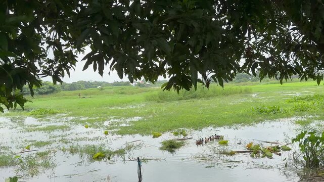 A group of domestic ducks are floating in the water and playing. The location is Comilla, Bangladesh.