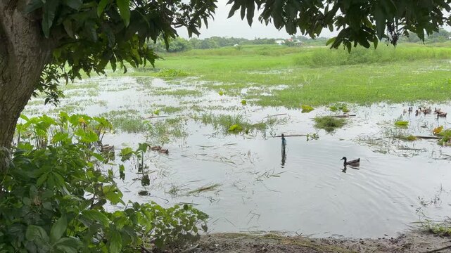 A group of domestic ducks are floating in the water and playing. The location is Comilla, Bangladesh.