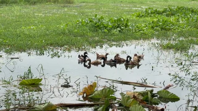 A group of domestic ducks are floating in the water and playing. The location is Comilla, Bangladesh.