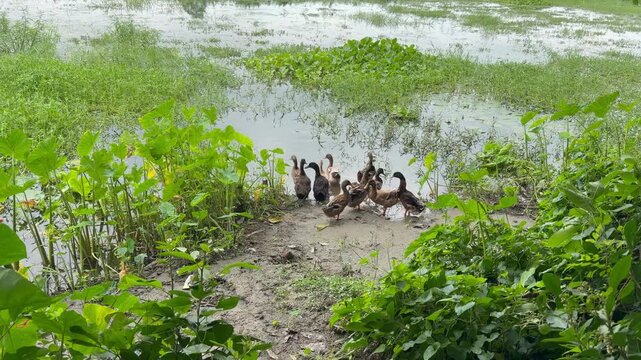 A group of domestic ducks are floating in the water and playing. The location is Comilla, Bangladesh.
