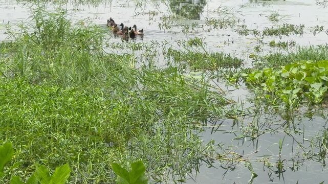 A group of domestic ducks are floating in the water and playing. The location is Comilla, Bangladesh.