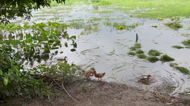 A group of domestic ducks are floating in the water and playing. The location is Comilla, Bangladesh.