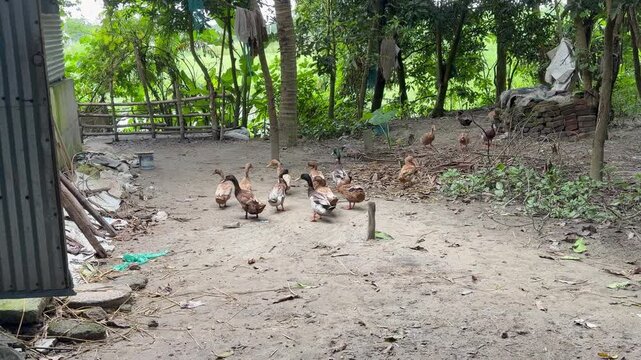 A group of domestic ducks are drying their bodies on the shore and looking curiously at each other. The location is Comilla, Bangladesh.