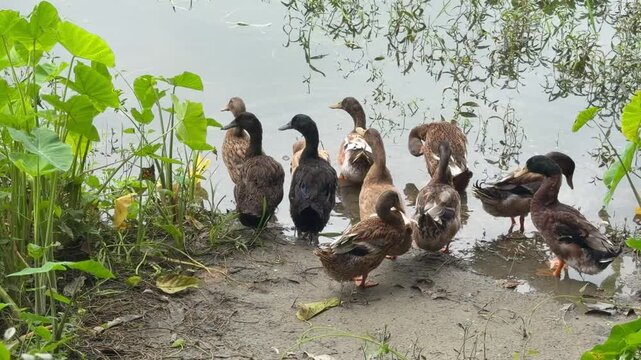 A group of domestic ducks are floating in the water and playing. The location is Comilla, Bangladesh.