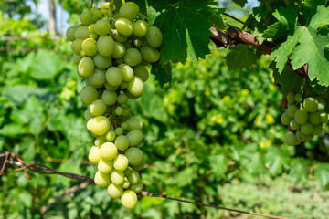 green grapes on vine © RenineR