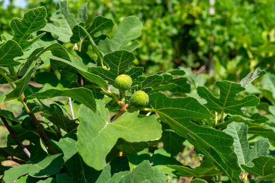 Close-up of green unripe figs growing on a tree branch