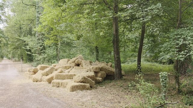 Forest path with stacked hay bales. Discover the beauty of nature. Tranquil moments in the woods. A serene escape from urban life, perfect for relaxation.