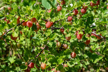 Close-up of ripe reddish gooseberries hanging on a bush branch © RenineR