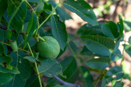 Green unripe walnut growing on a tree branch among leaves