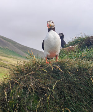 Atlantic Puffin Perched on Grass Cliff in Borgarfjordur Eystri