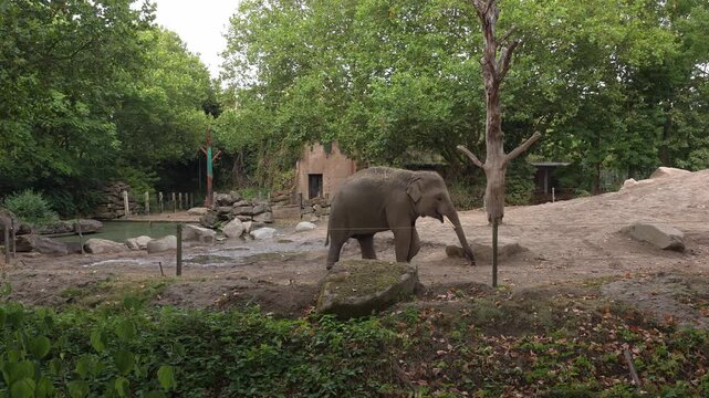 Elephants at the Zoo in a Natural Habitat. Watch these majestic creatures roam freely. Experience their beauty and playful nature in an enchanting setting.