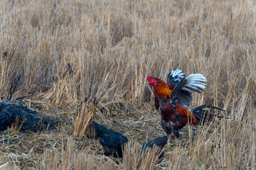 Rooster flapping wings in dry harvested rice field with foraging hen © panji