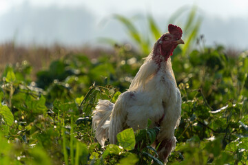White rooster standing in lush green field in morning sunshine © panji