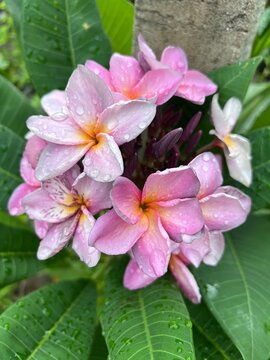 A vibrant cluster of pink and yellow Plumeria flowers, commonly known as frangipani or kathgolap.