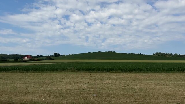 Ripening grain fields stretch across gently rolling farmland bordered by a dense forest beneath a clear blue summer sky. Agriculture, harvest, countryside, nature, rural landscape.