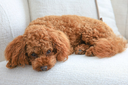 Toy Poodle is lying on the sofa	