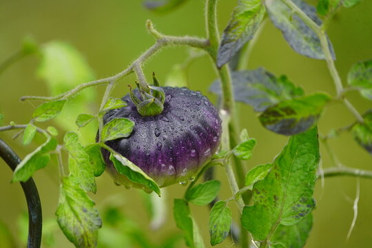 Unripe, or just ripening, dark (blue or purple) tomato (such as 'Black Beauty' or 'K&ouml;nigin der Nacht') on the vine, speckled with water droplets. Hanover &ndash; Botanical School Garden, Germany.