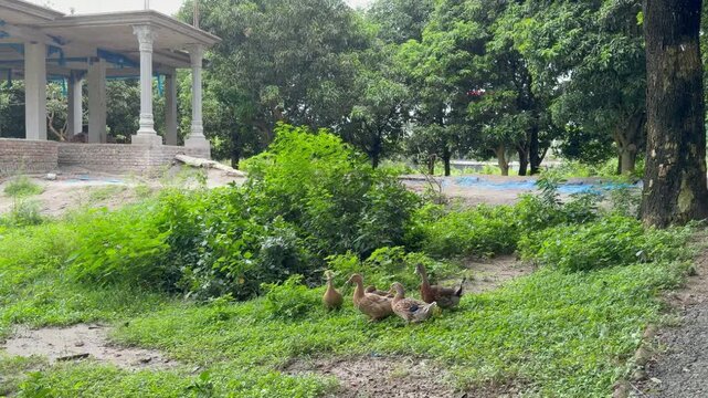A group of domestic ducks are drying their bodies on the shore and looking curiously at each other. The location is Comilla, Bangladesh.