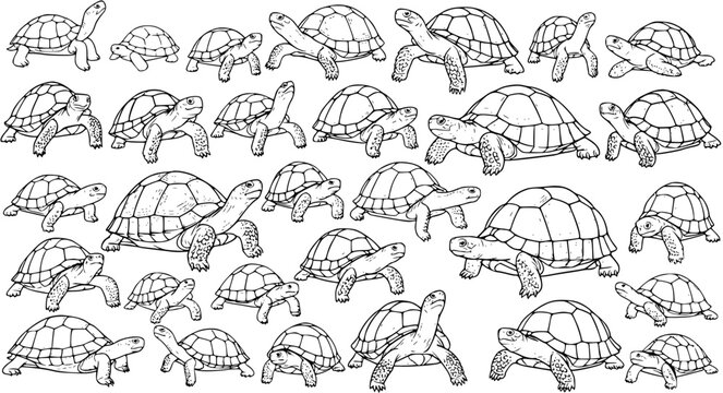 Turtle Mania: A Collection of Hand-Drawn Tortoises in Black and White