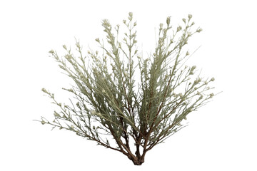 Obraz premium Airy green shrub with many small branches