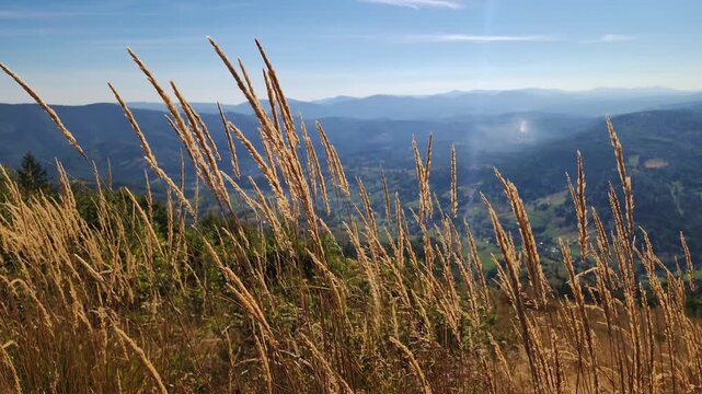 Close up outdoor stock footage of dry golden wild grass stalks swaying on a high mountain ridge with scenic blue mountain ranges and a lush valley in the background under a bright clear sky. Concept f