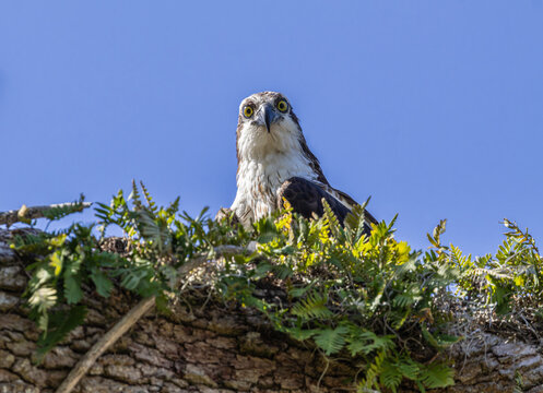 Osprey (Pandion haliaetus) in a tree at Venetian Park in Leesburg, Florida