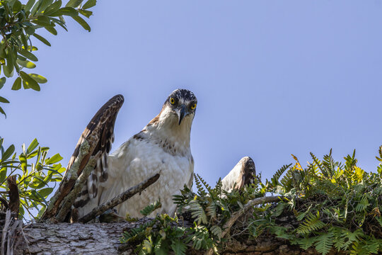 Osprey (Pandion haliaetus) in a tree at Venetian Park in Leesburg, Florida