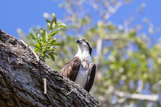 Osprey (Pandion haliaetus) in a tree at Venetian Park in Leesburg, Florida