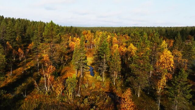 Aerial view of Urho Kekkonen National Park featuring vibrant autumn foliage and dense coniferous forest in Saariselka, Lappi, Finland.