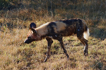 African Wild Dog Painted Dog Timbavati Greater Kruger South Africa © A_Vigilante