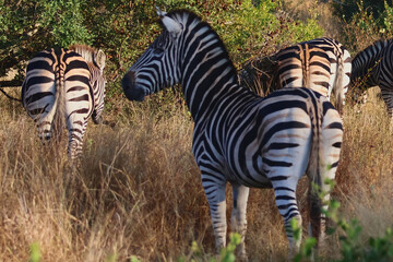 Zebra Striped Rumps Rear View Timbavati Greater Kruger © A_Vigilante