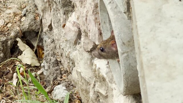A brown rat peeks cautiously from a concrete pipe along a stone wall in Simferopol, Crimea. The timid creature watches its surroundings with curious alert.