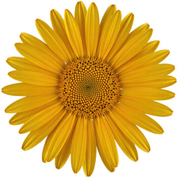 Vibrant yellow sunflower blossom with detailed petals and a circular seed head center isolated on a transparent background